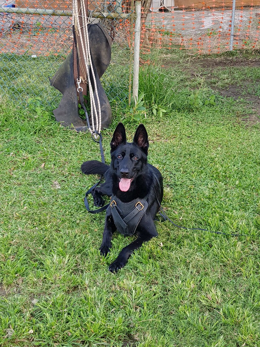 InsomniaKennel's tweet photo. Kira Von Drache

10 Months

#germanshepherd #workingline #czechworkingline #workingdog #gsd #frenchring #ringfrances #puertorico #escuelacaninadeArecibo https://t.co/ONU9HagzGI