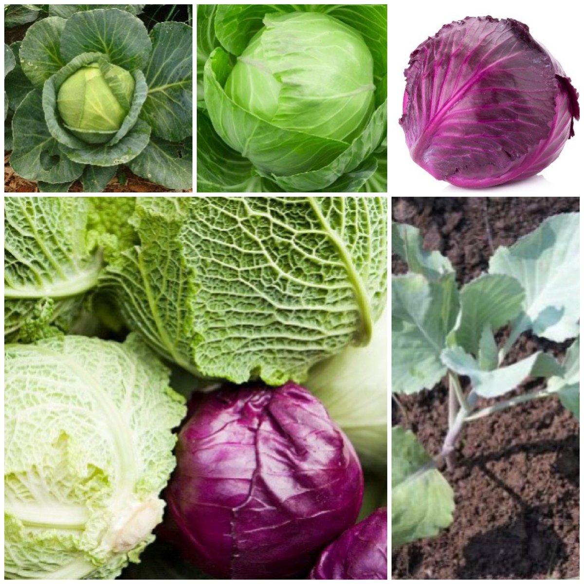 the_plantdoctor's tweet photo. CABBAGE

Health Benefits
Prevents Cancer
Anti-inflammatory Agent
Improves Vision
Weight Loss
Improves Brain Health
Improves Bones
Regulates Blood Pressure
Skin Care
Reduces Muscle Aches
Detoxifies the Body https://t.co/eft3XES8dP