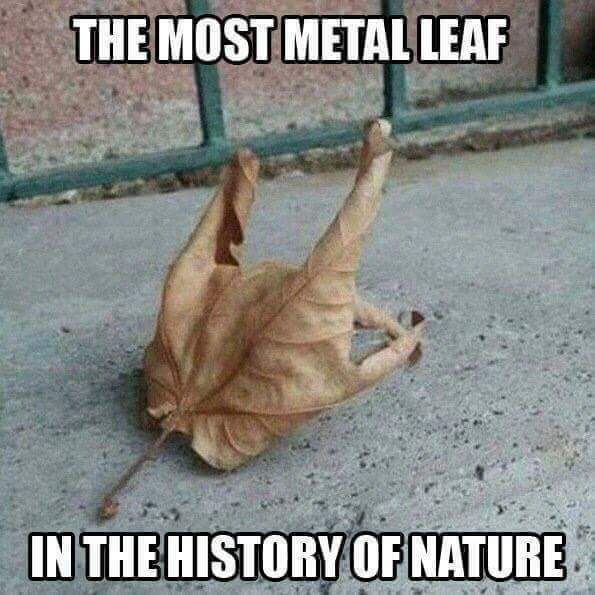 MusicRepublicZA's tweet photo. The most #metal #leaf ever!

#lol #music #hardrock #rockingout #musician #singalong #heavymetal #loveit #happy #enjoy https://t.co/5ch9hPtBoh