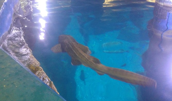 BomacAltrac's tweet photo. Good morning sharks! Spent the day installing an #Altrac monorail and #Dukebatteryhoist at the @melbaquarium for lifting and moving stingrays. Not a bad sort of job for a Friday! 😀🦈 https://t.co/RhXLoPzKFf