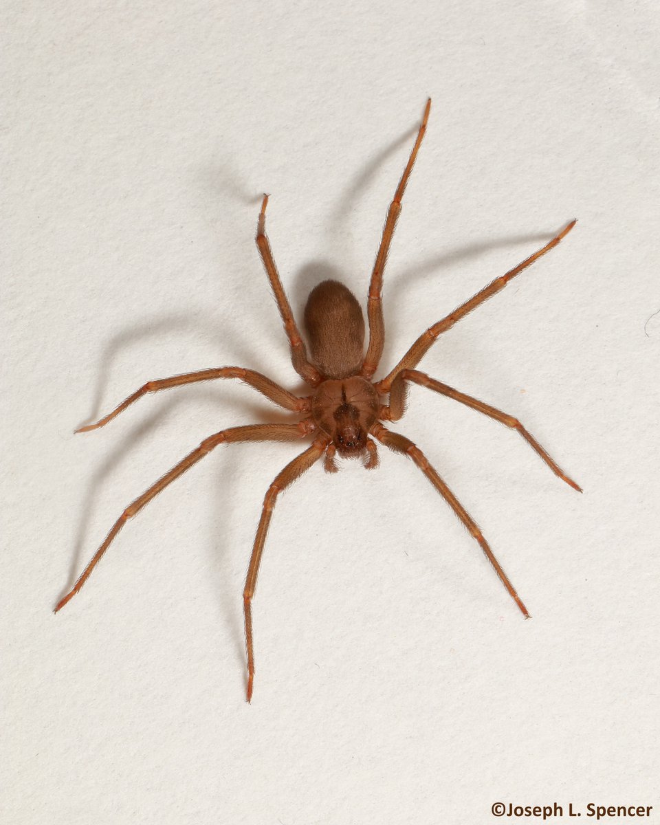 talkingrootworm's tweet photo. I give you the brown #recluse #spider, #Loxosceles reclusa, bearer of necrotic #venom.  Along with the black widow and the Chilean recluse (Loxosceles laeta), members of this trio are the only North American spiders with medically significant venon. Charming creature?...well... https://t.co/1pEtMcjr4E