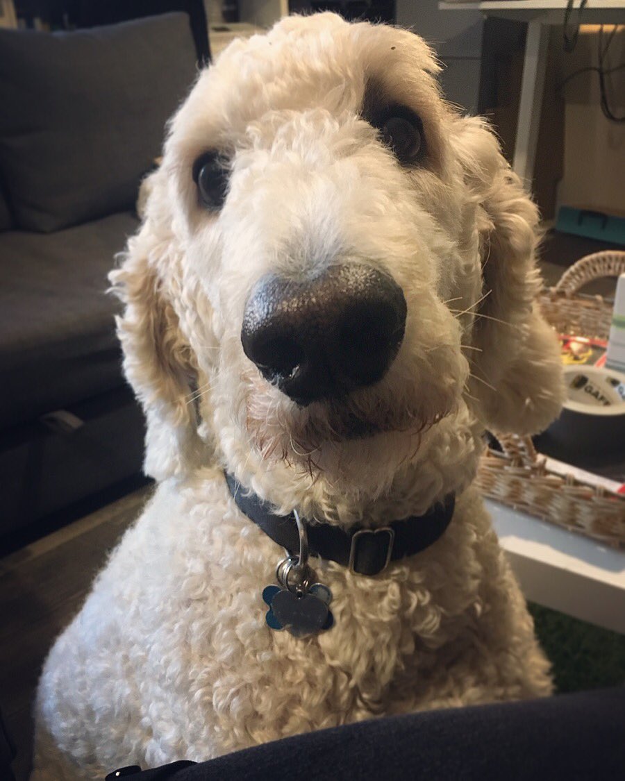 watsonthefluffy's tweet photo. I’ll give you this look forever until you give me more cuddles. 👀
#bigeyes #cuddleaddict #labradoodle #guilttrip https://t.co/oDfDz2orL1