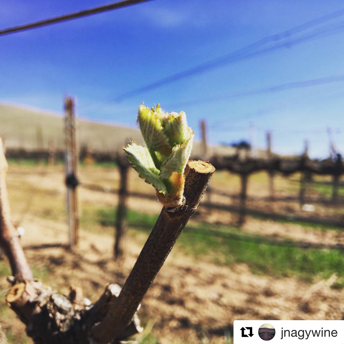 Vintage 2018 - And so it begins. 📷 by @JNagyWine