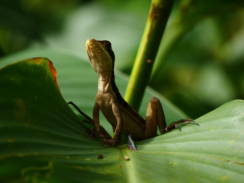 Bestuurslid Linda is eind vorig jaar naar Costa Rica vertrokken en bezocht in januari het reservaat van Work with Nature. Een pittige wandeling, een aantal mooie foto's en adembenemende natuur: bit.ly/2EUl0lN #Costarica #nature #wildlife #rainforest