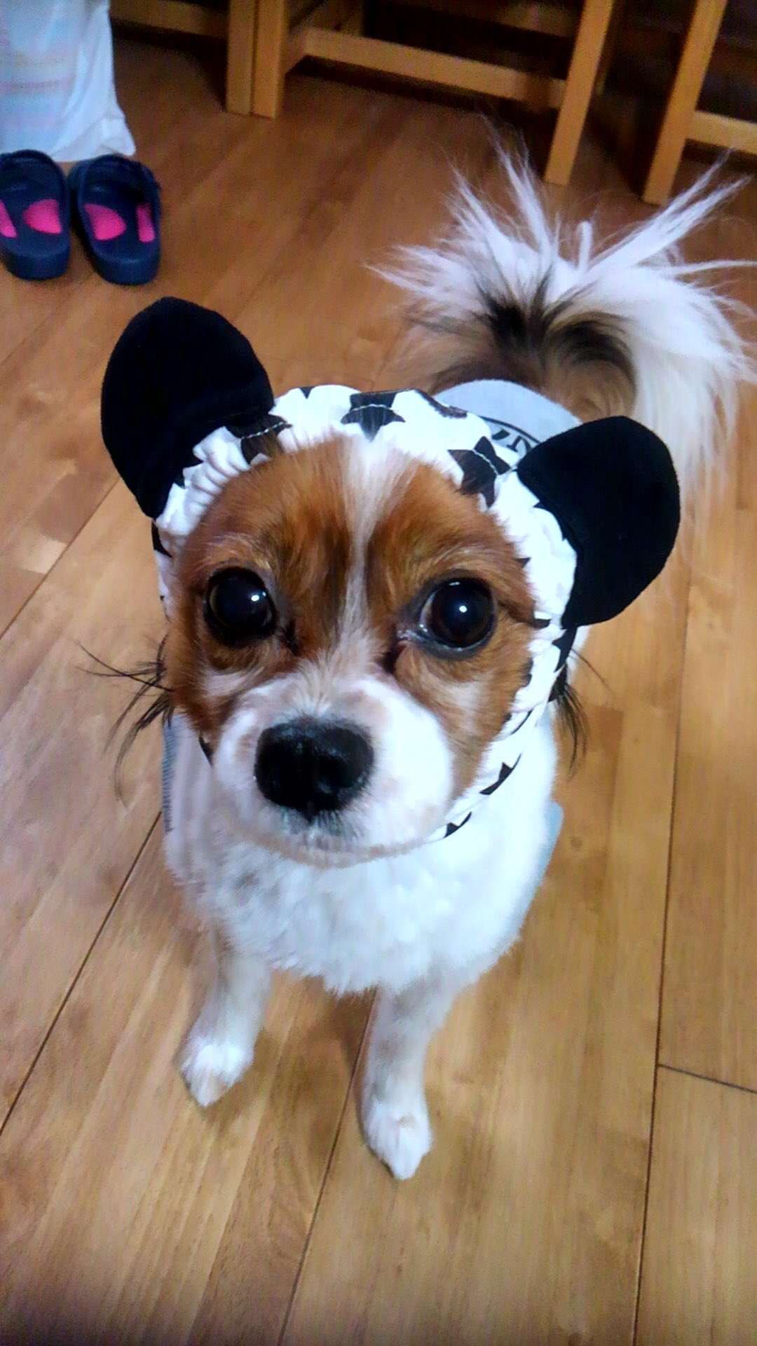 Mi Mi ご飯食べる時に飾り毛が入っちゃうの と言う事で スヌードを買った え と何犬 笑 でも結局嫌がって取っちゃうの 犬用スヌード パピヨン 犬好きな人と繋がりたい T Co 4g8wovcca6 Twitter Mi Mi ご飯食べる時に飾り毛が入っちゃうの と言う事で スヌードを買った え と何犬 笑 でも結局嫌がって取っちゃうの 犬用スヌード パピヨン 犬好きな人と繋がりたい T Co 4g8wovcca6 Twitter