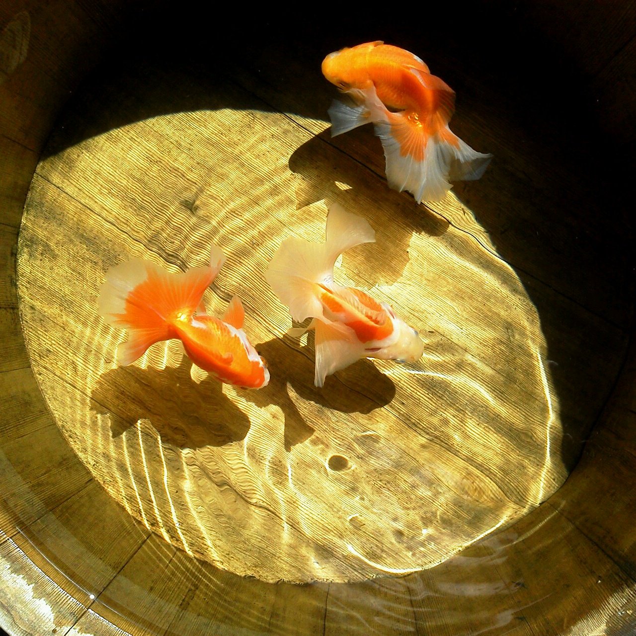どんぶり金魚 ボトルアクア推進月間 Twitter પર 金魚 土佐錦 どんぶり金魚 よぉ し 明日もガンバるぞ 金魚の女王 クールジャパン 木桶 冬こそ金魚 冬金魚 横浜 よこいち どんぶり金魚 ボトルアクア推進月間 Twitter પર 金魚 土佐錦 どんぶり金魚 よぉ し 明日もガンバるぞ 金魚の女王 クールジャパン 木桶 冬こそ金魚 冬金魚 横浜 よこいち