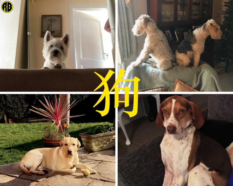 RogerBullivant's tweet photo. Perfect pooches pose for the camera to celebrate the Chinese New Year. Welcome to the Year of the Dog everyone. Roll call for our canine models: Bertie, Mabel, Belle, Kasper and Alfie. Proud pets of the RB marketing team #ChineseNewYear2018 #YearOfTheDog 🐶 https://t.co/B6NEfVImhj