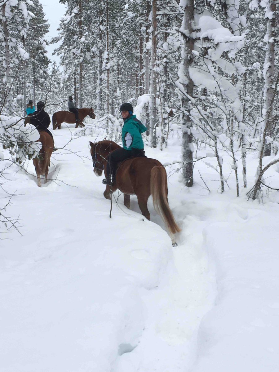 Ski_Levi's tweet photo. Something different to do today. Gorgeous Finnish ponies, your companion out into the wilderness trekking through the snowy forest
#getmorewinter #lovehorses #ponytrekking https://t.co/eASmR4wEEC