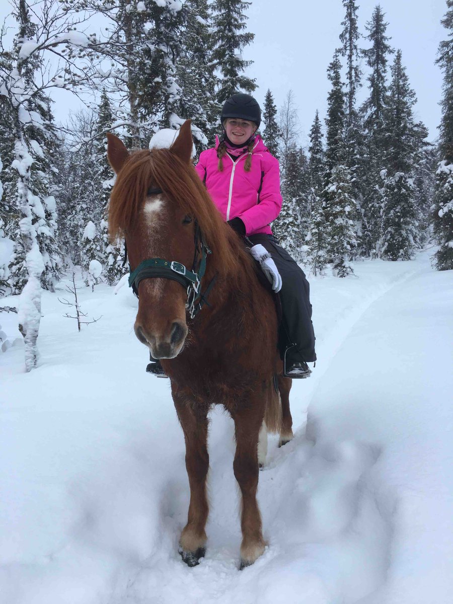 Ski_Levi's tweet photo. Something different to do today. Gorgeous Finnish ponies, your companion out into the wilderness trekking through the snowy forest
#getmorewinter #lovehorses #ponytrekking https://t.co/eASmR4wEEC