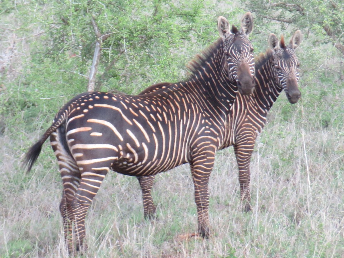 EA Wild Life Society on Twitter: "Do you know the species name for these  zebras? RT to help us identify them. Photo captured in Tsavo West National  Park, Kenya by Anne Street