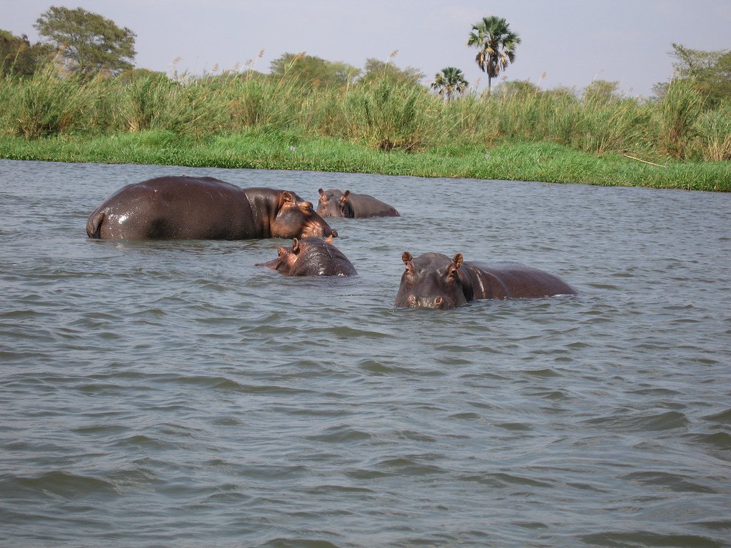 Ulendomalawi's tweet photo. We may be a little late on this, but yesterday Feburary 15th 2018 was Hippo Day! They may not be Lake Malawi's prettiest resident, but lets raise a glass to the Hippo!! https://t.co/vN0aoL6GMR
