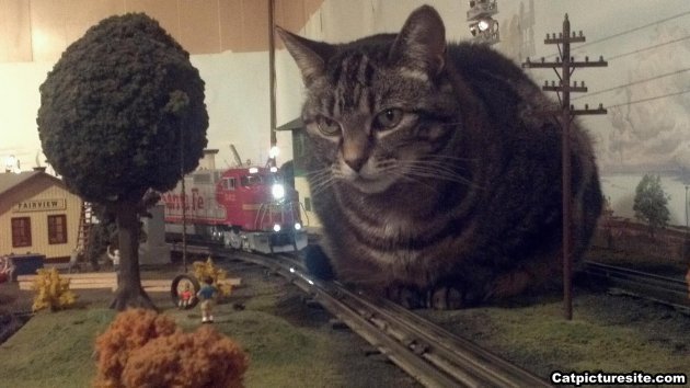BadSouthernRail's tweet image. Passengers advised there may be some giant cats across the network today
