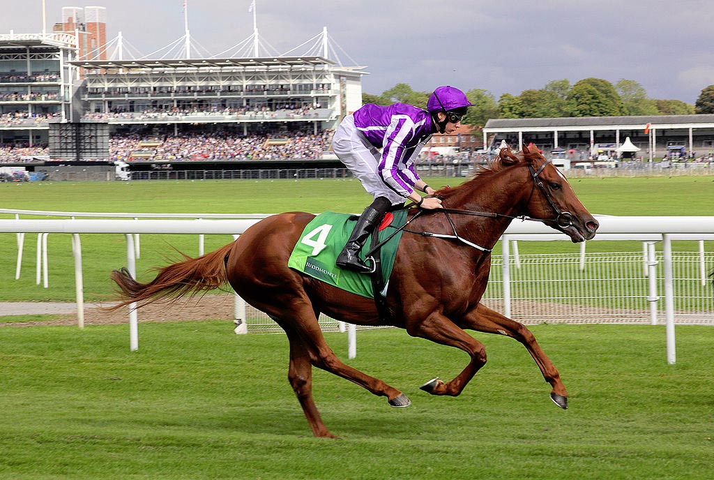 Online betting horse racing australia jobs Online betting horse racing australia jobs nfl football betting lines week 12 fantasy
