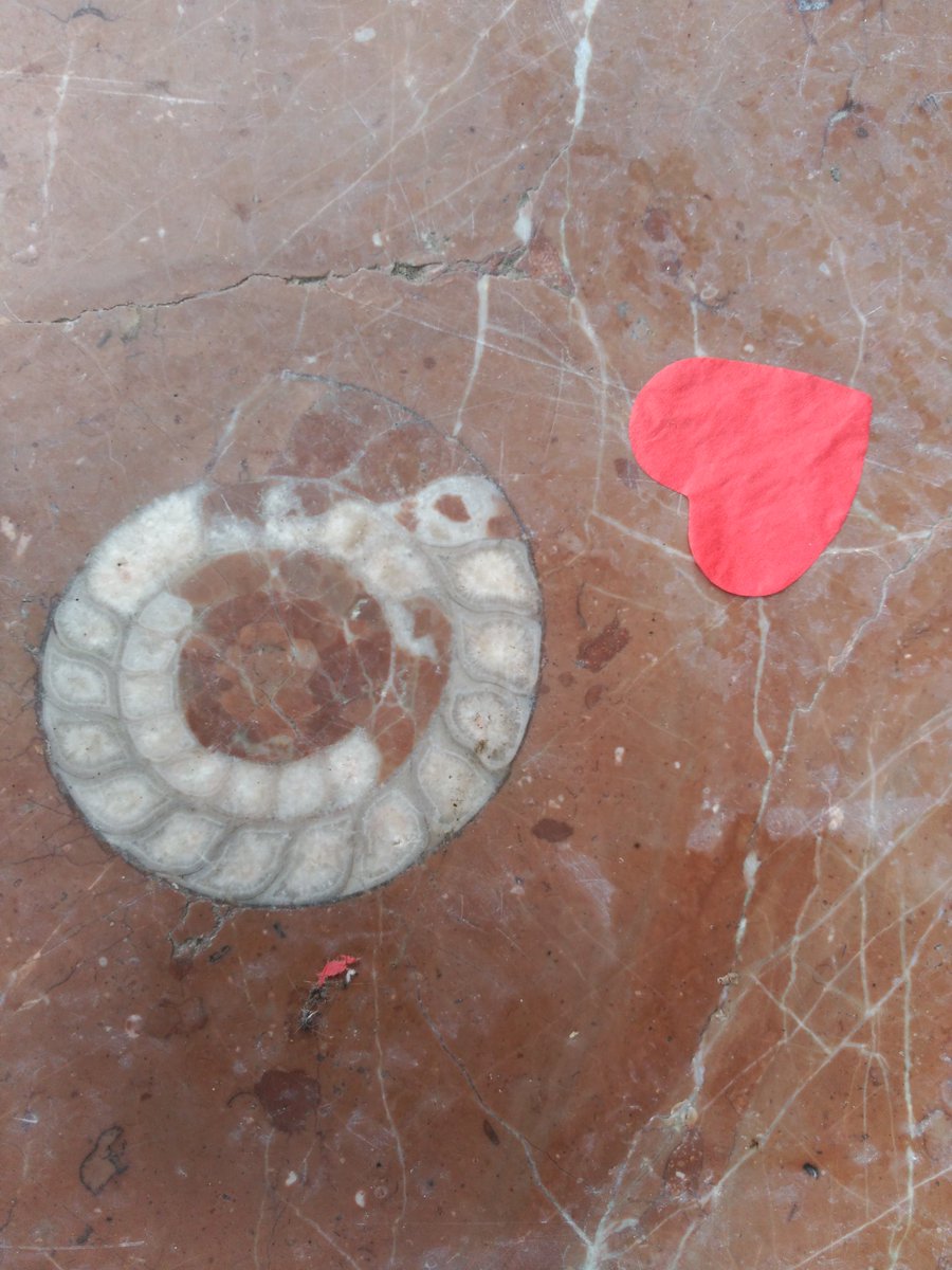ATorralbaB's tweet image. Palaeontological love
Amor paleontológico
#Urbanfossil ammonite #Llanes
#FossilFriday