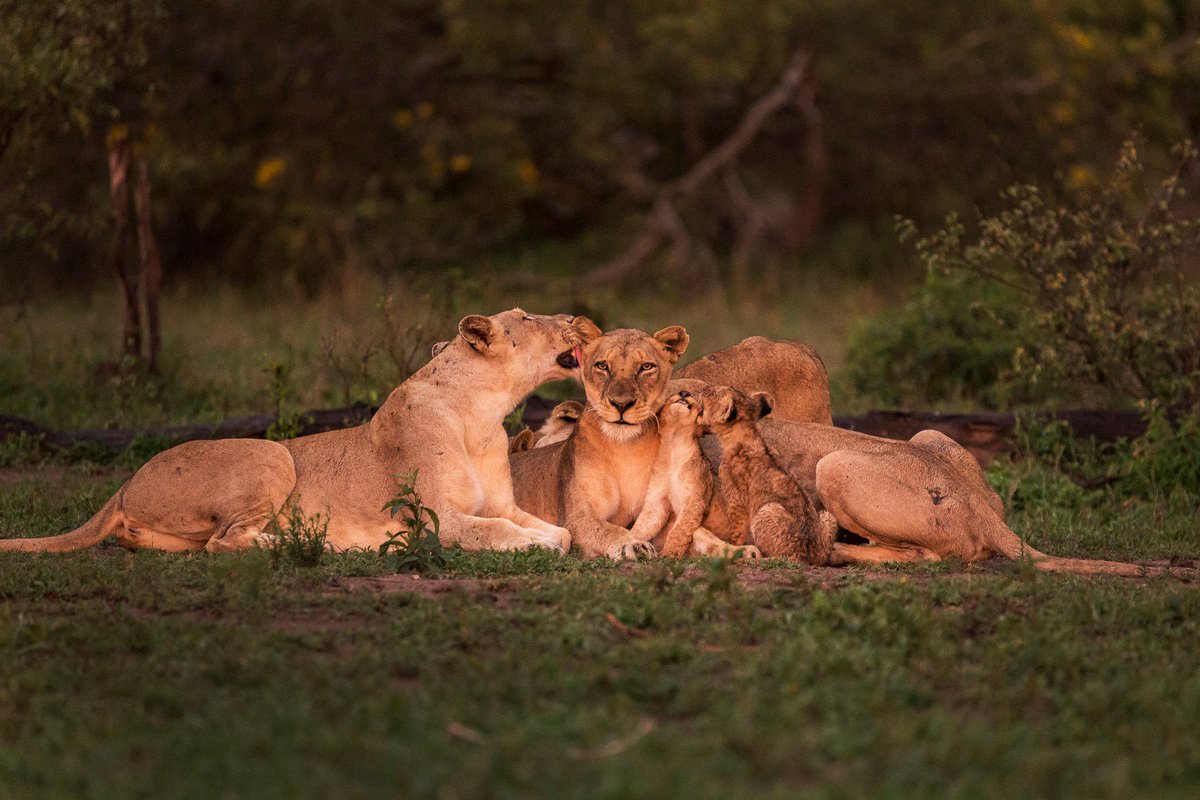 Some remarkable images from our rangers at <a href="/RoyalMalewane/">RoyalMalewane</a> 
theroyalportfolio.com/our-stories/ro…