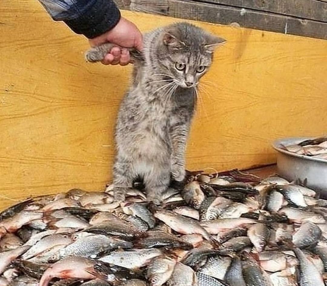 Держите меня семеро