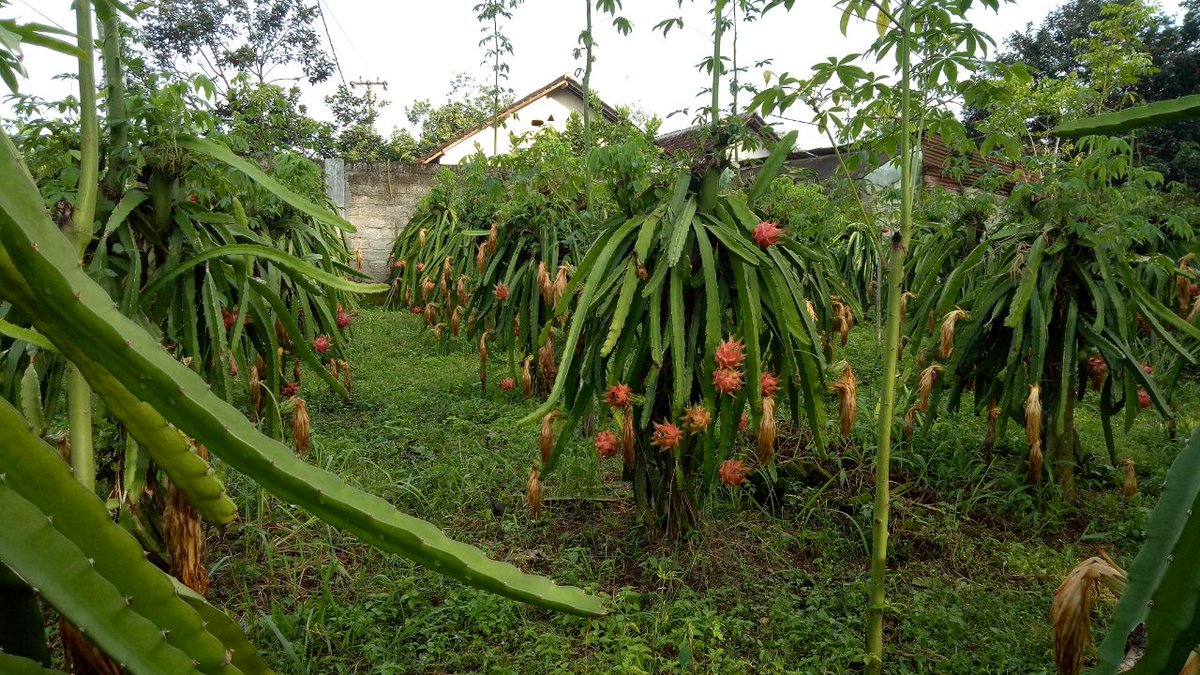 Phia_j0lly's tweet photo. My mother planted this beside the house ,, Who knows what tree its name is. ???🤔🤔🙋🙋🙋 https://t.co/fBM2boOwJ2