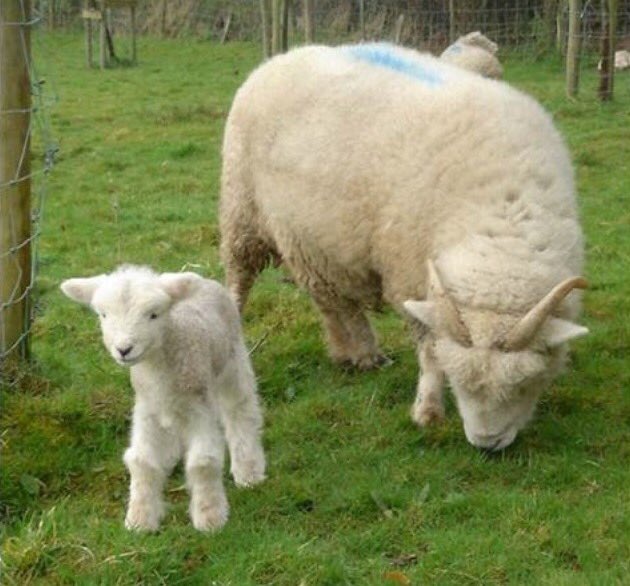 Porlockcoast1's tweet photo. February Facts - Exmoor home to Exmoor Horn Sheep #ExmoorHornWool #SignsofSpring #Warmth4Winter @holnicoteNT @ExmoorNP @eXm360 @gartenzwerg333 @holnicoteNT @PeriwinkleCott1 @dunsterofficial @DiscoverPorlock @secretsomerset @SomersetLife @BBCCountryfile @ukhiking @ifootpathuk https://t.co/883WYkqOy0