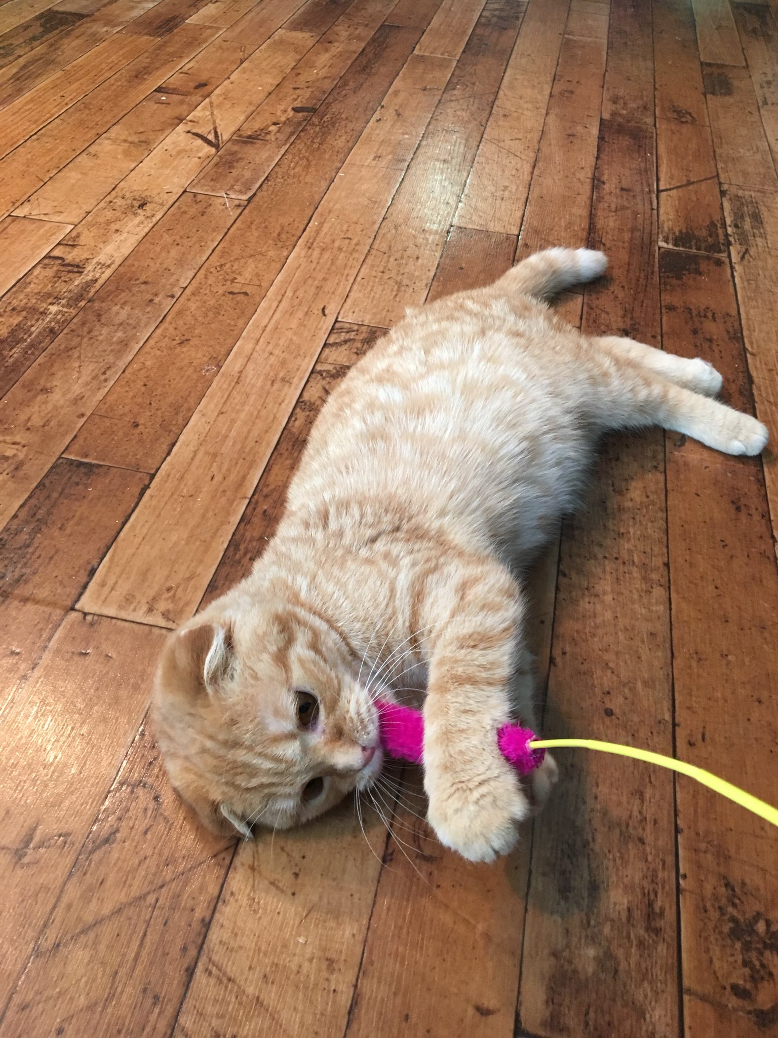 تويتر Mi Ko على تويتر 赤坂猫カフェ で浮気 キトンたち 若い子たち元気いっぱい 30分があっという間 猫喫茶 空陸家 T Co Lyx2b5bedl تويتر Mi Ko على تويتر 赤坂猫カフェ で浮気 キトンたち 若い子たち元気いっぱい 30分があっという間 猫喫茶 空陸家 T Co Lyx2b5bedl