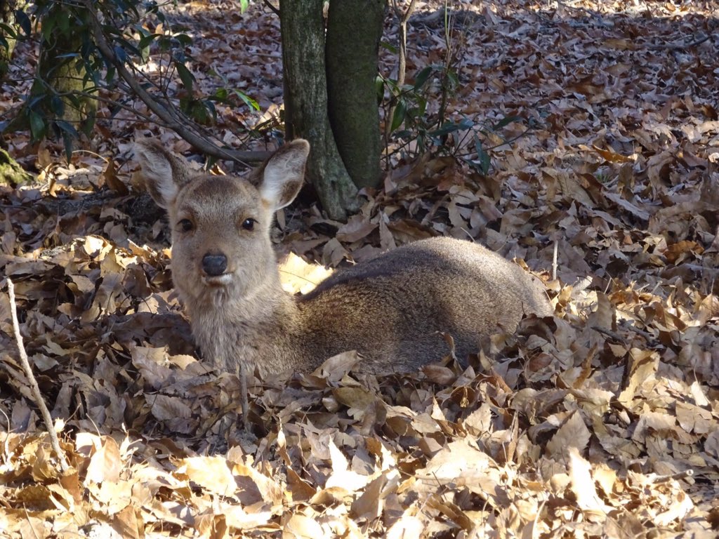 せんとくんのつぶやき 奈良県公式 Auf Twitter 今日の奈良公園 奈良公園を歩いてると たくさんの鹿 さんに会えるんだけど 今日は 落ち葉に埋まってる鹿さんやお母さんからミルクをもらう小鹿ちゃんに出会ったよー 奈良 奈良公園 鹿さん 小鹿ちゃん