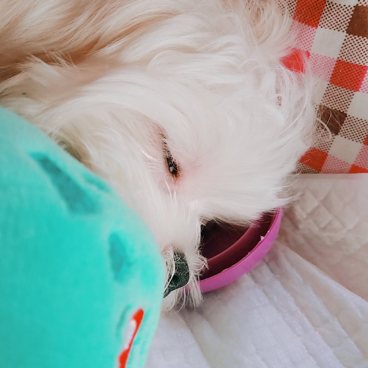 WhiteSpring_128's tweet photo. 180216 엉엉 할아버지댁에서 쫓겨낫써..😢 https://t.co/jFG8Dtrn4g
