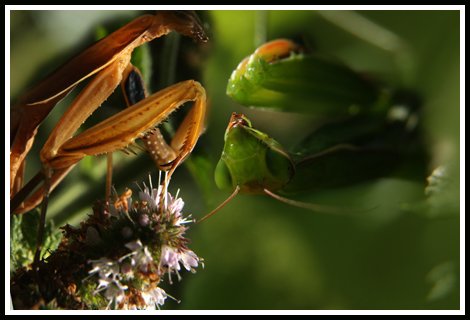 ISologne's tweet photo. Insectuaire de Sologne avec Ulule https://t.co/0hYDhThKwB