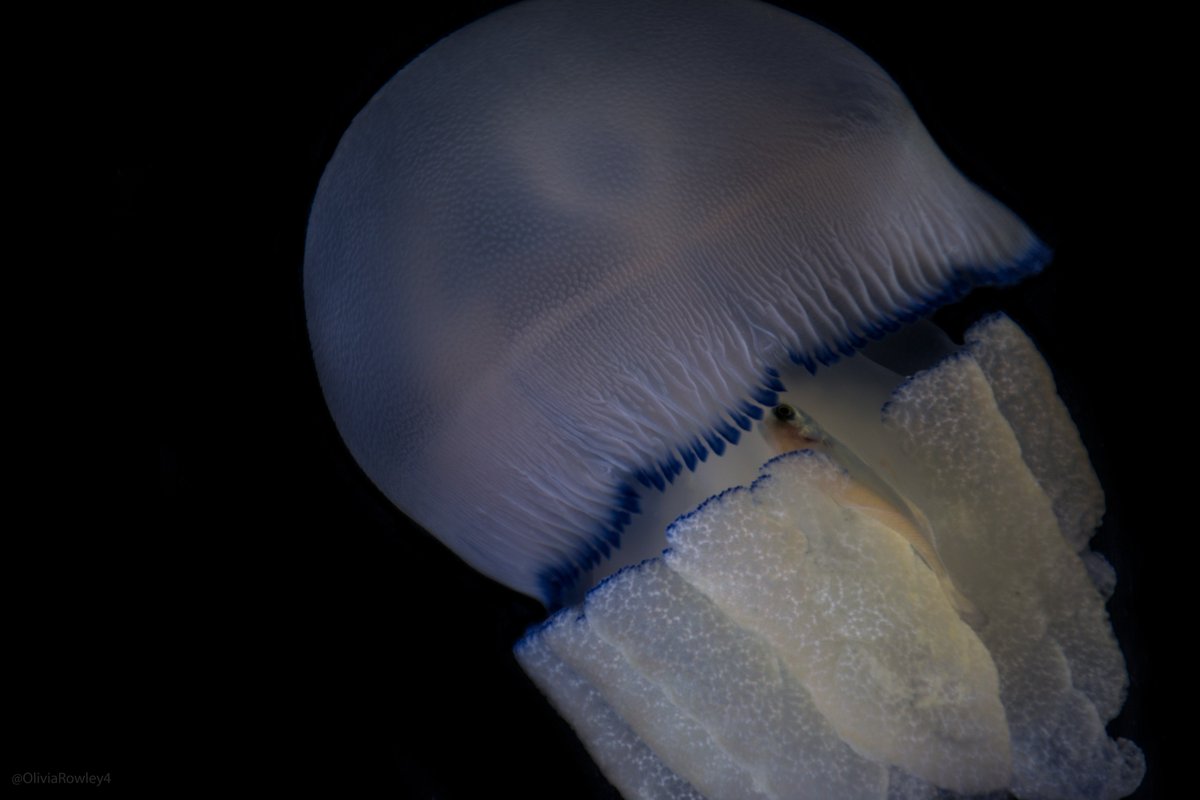 OliviaRowley4's tweet photo. How far would you go for protection? Juvenile fish often use the tentacles and mouth of jellyfish as refuge before they face the 'big blue'. However, as most jellies only have one gastric opening their mouth also functions as their butt... #buttmuncher https://t.co/p2XC0aPYA7