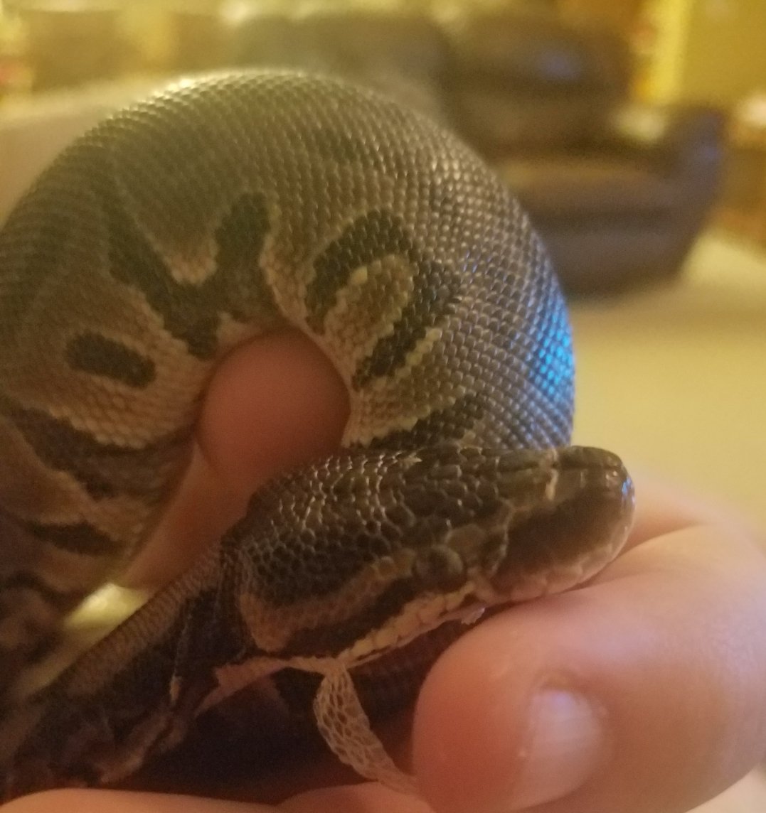 WhiplashSnake (@Whiplashsnake) / Posts / X