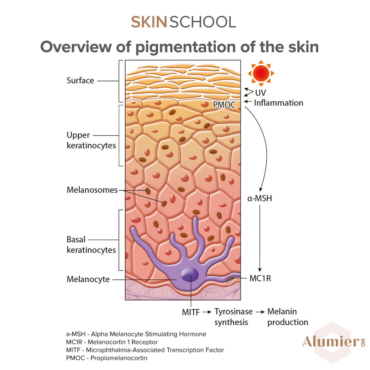 AlumierMD UK on X: "Skin school is in - pigmentation physiology! Skin  colour originates in the basal layer of the epidermis where melanocytes are  and upon UV exposure these cells produce pigment