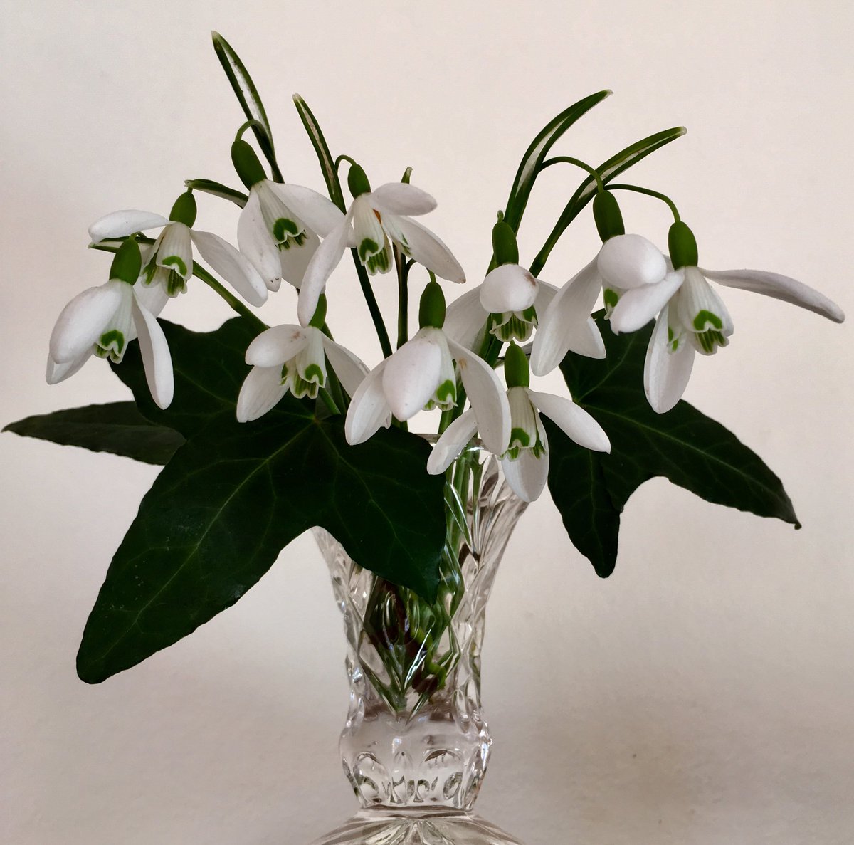 Ok- so it’s gotta be done-SNOWDROPS
! #springflowers #frommyplot #GrownNotFlown #obviously #britishflowers #flowersfromthefarm #westisbest #Devon #lovemyjob #whenthesunshines