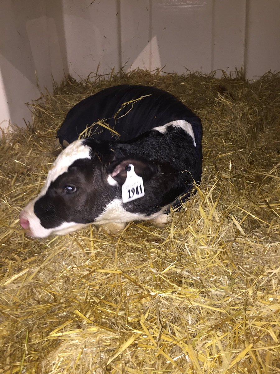 Today was a special day for us here at the farm, with the birth of this calf. She’s the first IVF biopsy embryo calve we have ever had on the farm. It’s great technology and helps our genetics move in the direction we want.