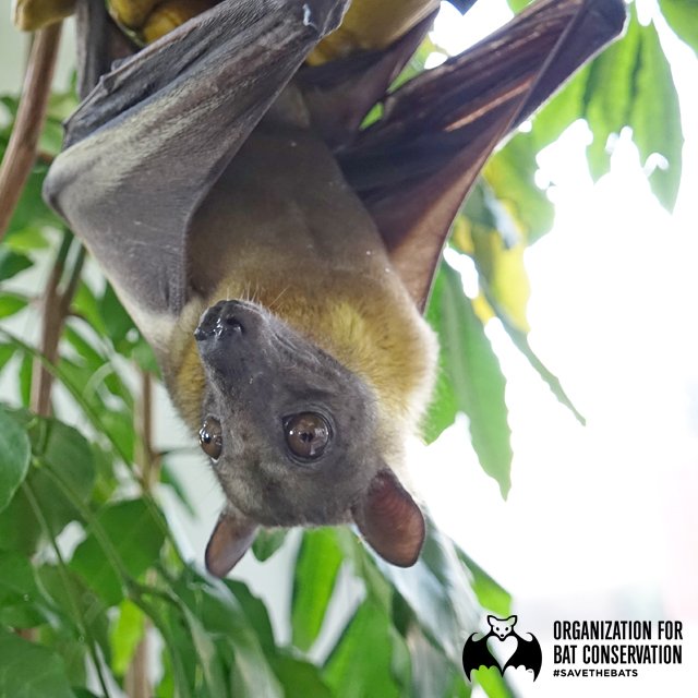 Happy Friday from the bats at the Bat Zone! Join us this weekend for some Bat Zone tours tonight through Sunday! #SavetheBats