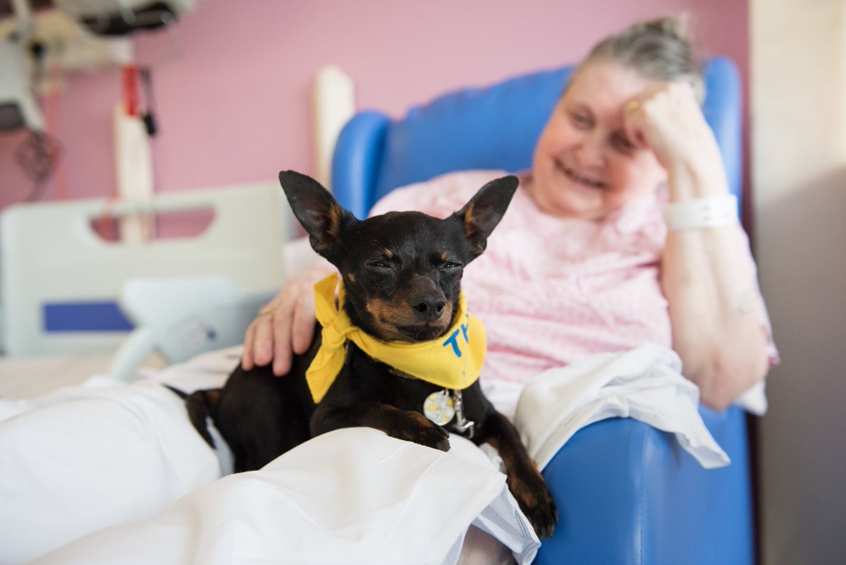 GSTTnhs's tweet photo. A tiny therapy dog is bringing comfort and joy to older patients who are being treated at St Thomas’ Hospital. Find out more about Little Dorrit in the latest issue of the GiST https://t.co/bq3BhCfWO5 https://t.co/yBAbjkEbZ3