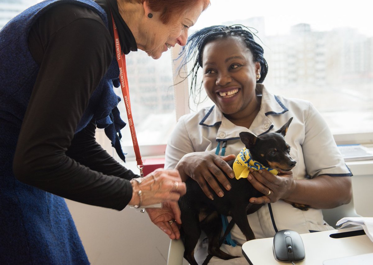 GSTTnhs's tweet photo. A tiny therapy dog is bringing comfort and joy to older patients who are being treated at St Thomas’ Hospital. Find out more about Little Dorrit in the latest issue of the GiST https://t.co/bq3BhCfWO5 https://t.co/yBAbjkEbZ3