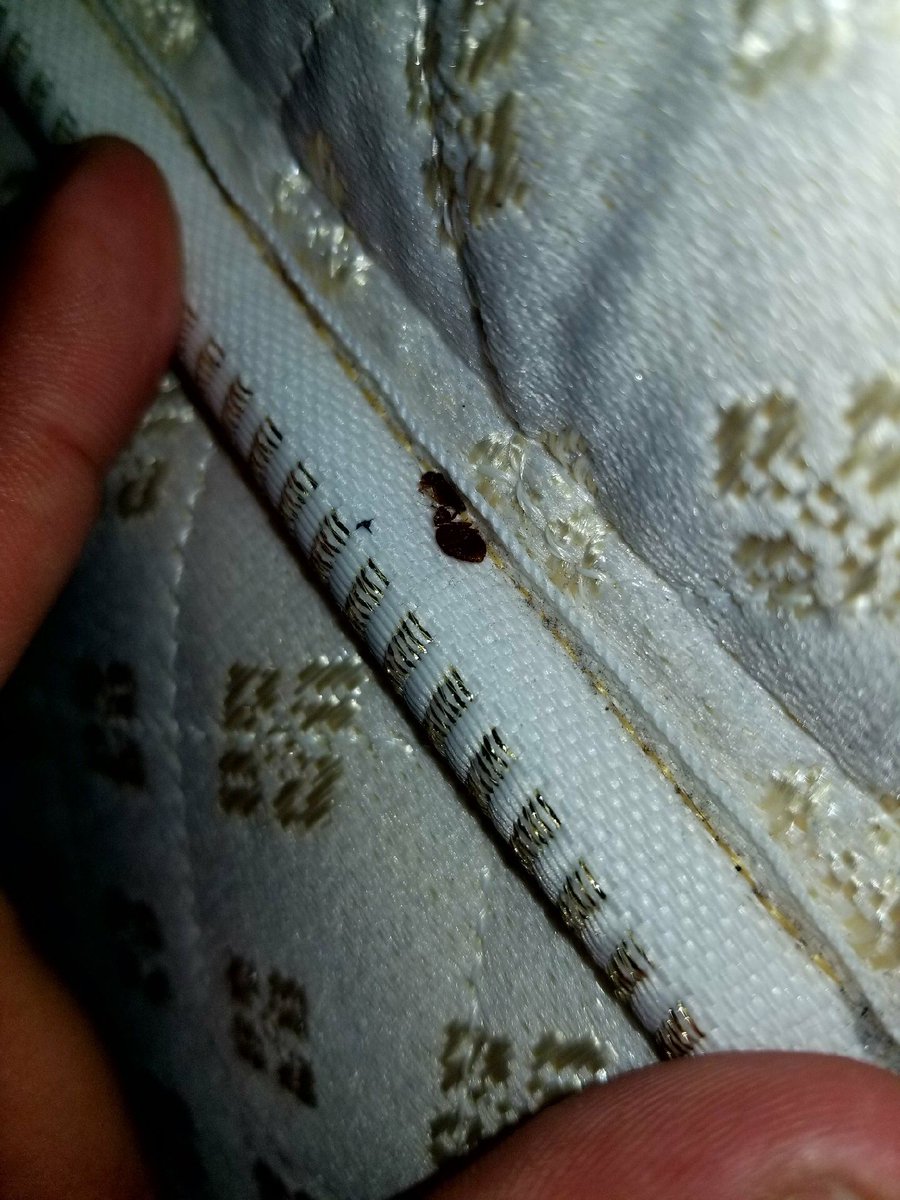 Flbedbugexperts's tweet image. Bed bugs on mattress #bedbuginfestation #calltheexperts #killbedbugswithheat@Flbedbugexperts