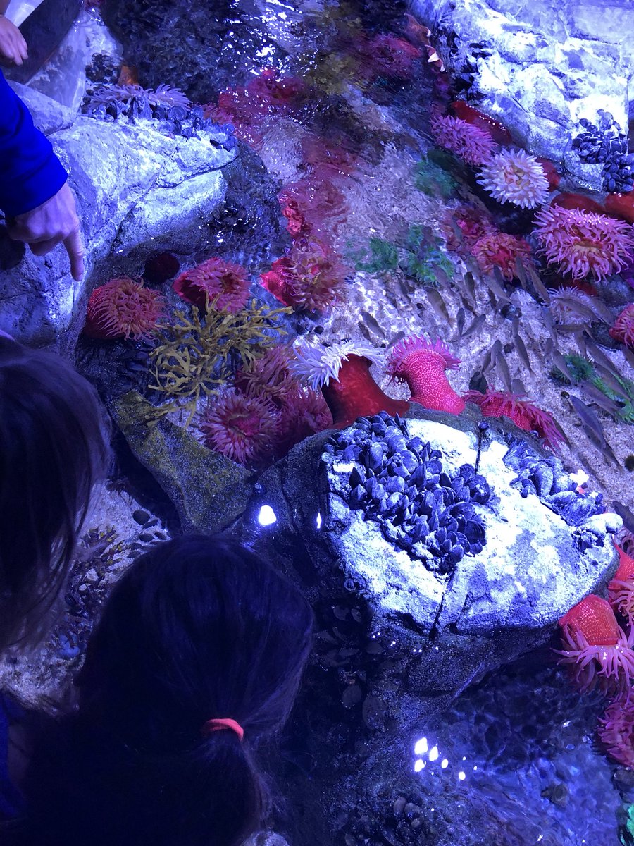 MrsLaMottGrade3's tweet photo. First stop: Touch Pool! 🦀🐠🐙 #hlwwlakers #hlww #hlwwproud #sealife #moa #sealifemoa #handsonlearning #Science https://t.co/HT9EBGk015