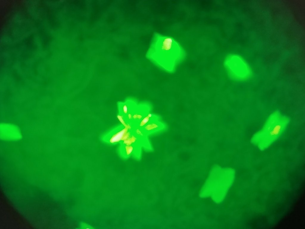HarkerBIO's tweet photo. Loving the new trace #fluorescent #crystal #imaging technique. Spending far less time on human eye based screening... #harkerbio https://t.co/oUTo6auFQB