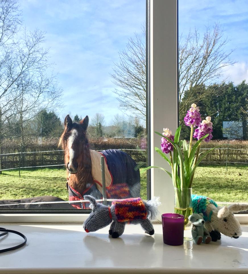 HorseWorldTrust's tweet photo. Someone's calling at the office window! 

Peeta has been very poorly and needs to put on weight so he's eating down the grass by the fundraising office. It also means the staff can keep an eye on him and how much he's eating. 

Who wouldn't want this view from their desk?!! 😍 https://t.co/GVpTUAfTWP
