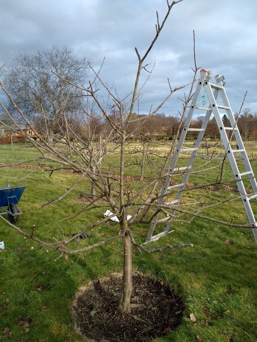 abouthaddington's tweet image. A lovely afternoon to learn how to prune fruit trees with Alasdair at @Amisfieldgarden in #Haddington #springisonitsway ##community