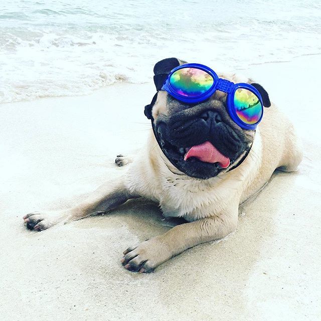 “Dogs never bite me. Just humans.” - Marilyn Monroe
・・・
📸 credit: x.com/DogYouKnow1t ift.tt/2sx4SnZ
