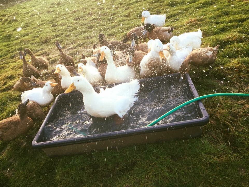 hillviewducks's tweet photo. We have lots of point of lay and just coming into lay khaki Campbell’s and cherry valley ducks £20 each. We also sell everything you might need for your ducks to! https://t.co/tf3qW5w3wi