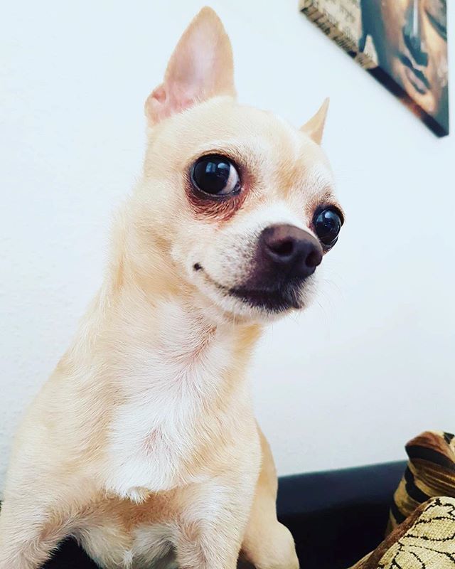 “Dogs never bite me. Just humans.” - Marilyn Monroe
・・・
📸 credit: x.com/DogYouKnow1t ift.tt/2o9CNxu
