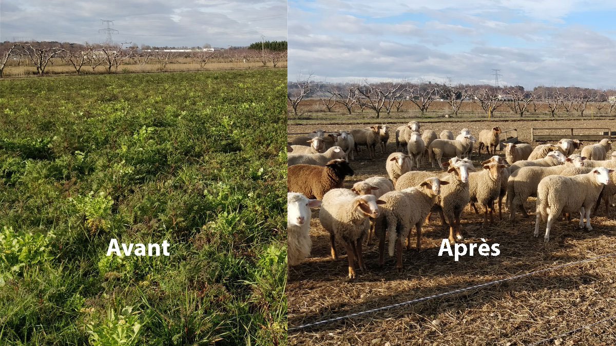 On a mis l'accent sur le #MilkPintChallenge, la Saint-Valentin et la destruction des couverts végétaux dans la semaine agricole Twitter bit.ly/2sADsgQ