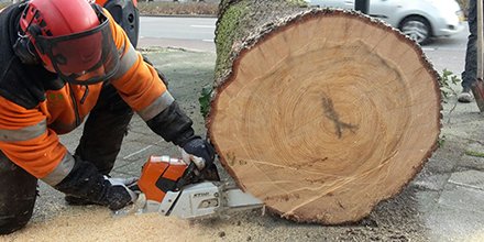 Bij omgevallen of omgewaaide bomen worden de stammen normaliter door Allgroen bv afgevoerd. Echter kregen wij onlangs een uniek verzoek van een klant. Die had een compleet andere functie voor ogen. En het resultaat is waanzinnig mooi geworden: bit.ly/2ET3VsB #kunst