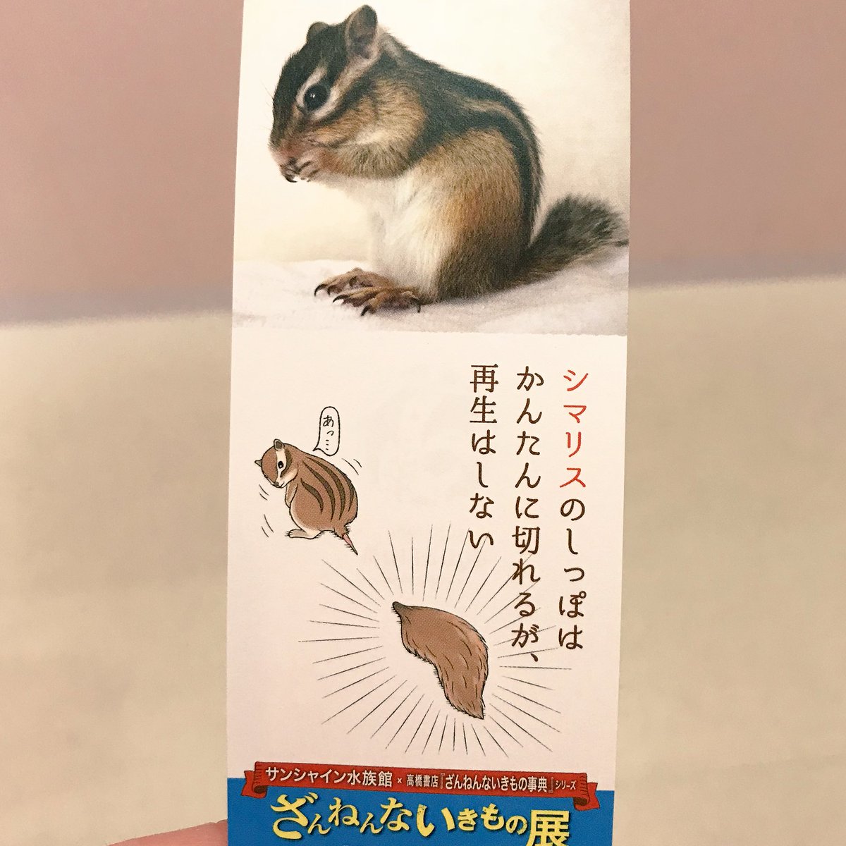 Twitter पर シマリスのソフィー Sophie Bikke Tod 池袋に用があったついでに 何となく寄ったら渡されたランダムなチケットが シマリス 淡い期待を持って見渡すと居ました 爬虫類と魚しかいないと思ってました ざんねんないきもの展