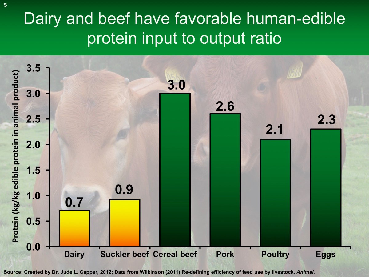 Did you know that, because of the amount of forage in their diet, #dairy #cows produce 43% more human-edible #protein than they eat? Dairy cows don’t compete with us for food, they turn grass that we can’t eat, into #milk and #dairy foods that we can! #februdairy <a href="/februdairy/">Februdairy</a>