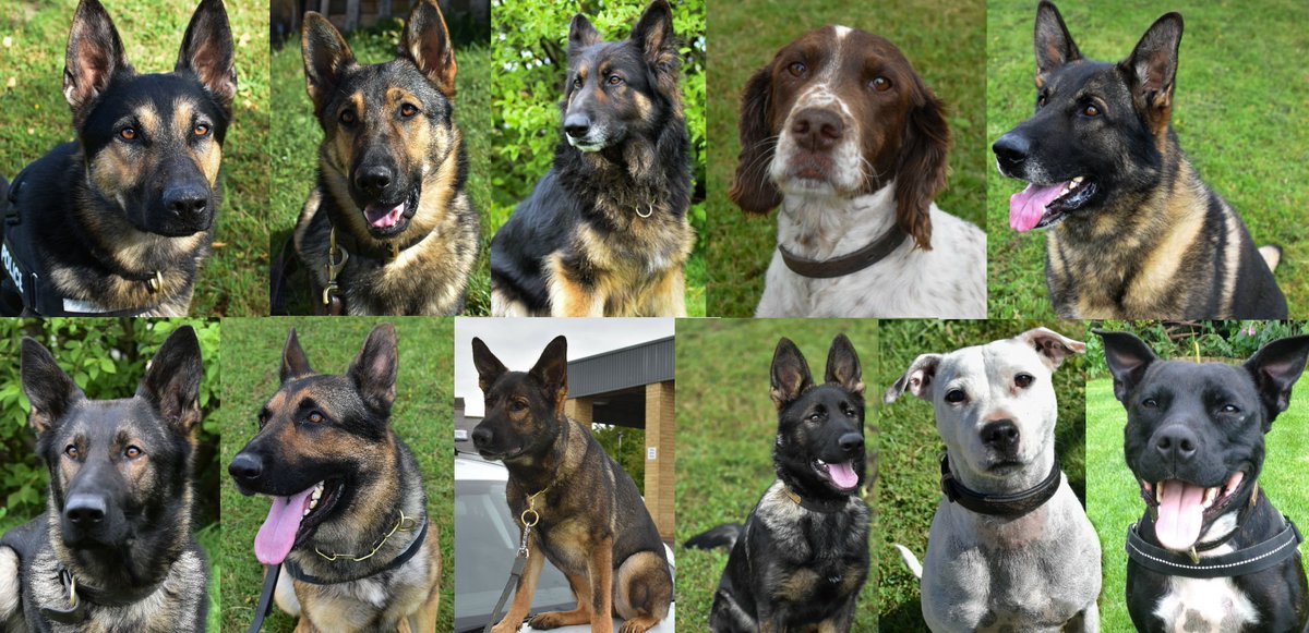 Happy Chinese/Lunar New Year! Let's show some appreciation for the Police Dogs who work so hard with <a href="/Glos_Police/">Gloucestershire Constabulary</a>. And thank you to <a href="/999WAGS/">WAGs Retired Police Dogs</a> for their work with retired PDs. #YearoftheDog #YearoftheDog2018