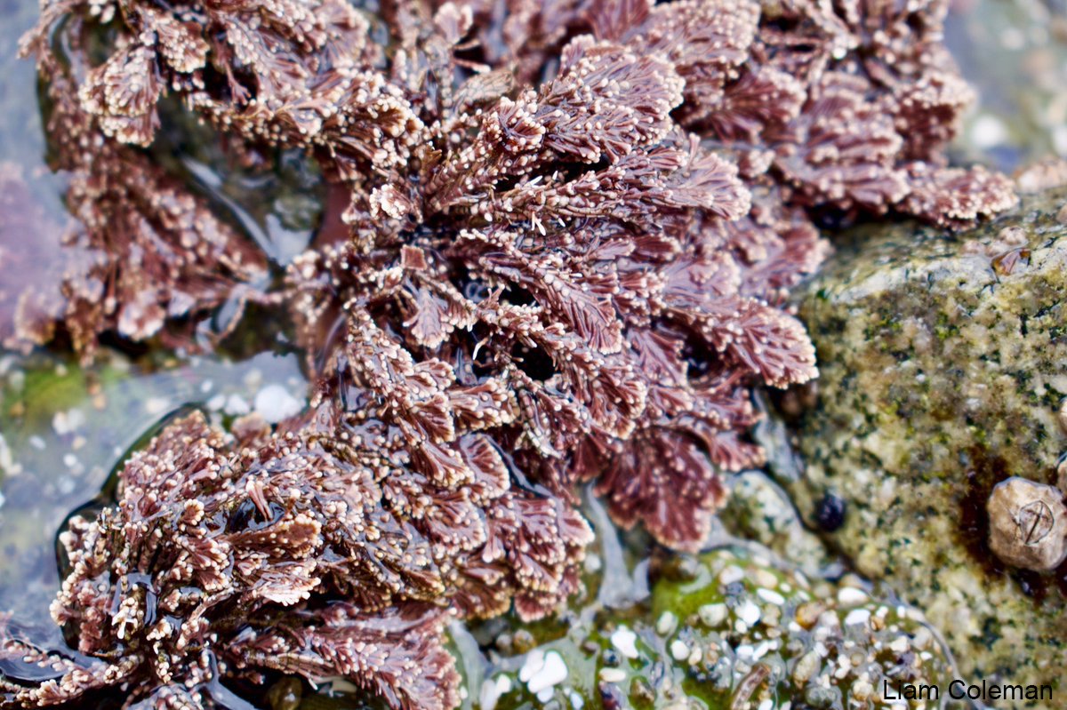 Friday Harbor Labs tweet media