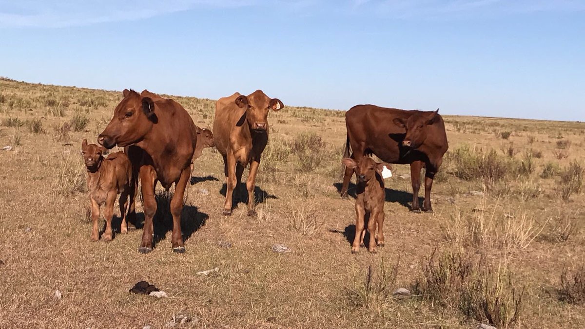 Genexys_uy's tweet photo. Nacimientos de hijos de Rocko(uno de nuestros toros) en Cabaña “San Carlos” de Larrosa. Ya supo demostrar su alto porcentaje de preñez a la ecografía. Hoy está demostrando su gran facilidad de parto sin un solo problema en 52 vaquillonas #brangus #genexys https://t.co/cCrgQVzwUU