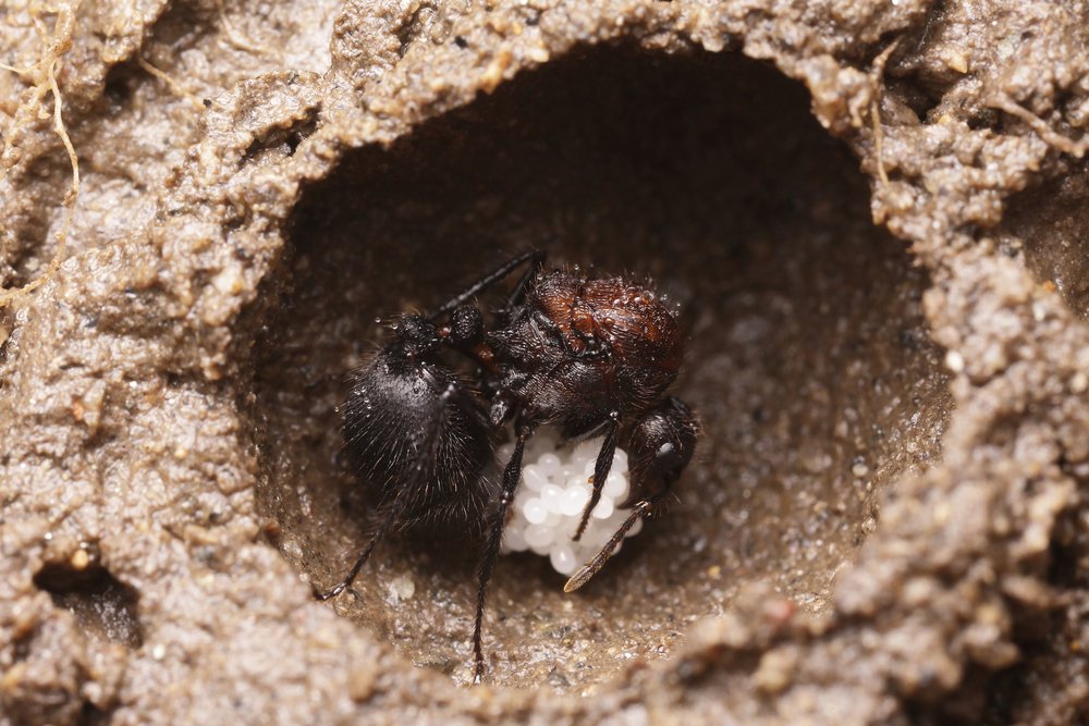 Colonies117's tweet image. Find out how you can care for your Formicarium
#Ants #AntFarms #AntFarmsforsale
buff.ly/2Gjj4Tk